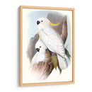 Loros Pastel V - John Gould | Cuadro decorativo de Canvas Lab
