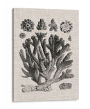 Espécimen De Coral Iv - Vision Studio | Cuadro decorativo de Canvas Lab