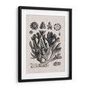 Espécimen De Coral Iv - Vision Studio | Cuadro decorativo de Canvas Lab