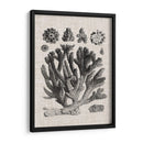 Espécimen De Coral Iv - Vision Studio | Cuadro decorativo de Canvas Lab