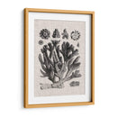 Espécimen De Coral Iv - Vision Studio | Cuadro decorativo de Canvas Lab