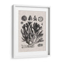 Espécimen De Coral Iv - Vision Studio | Cuadro decorativo de Canvas Lab