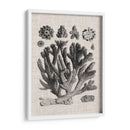 Espécimen De Coral Iv - Vision Studio | Cuadro decorativo de Canvas Lab