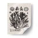 Espécimen De Coral Iv - Vision Studio | Cuadro decorativo de Canvas Lab