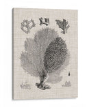 Espécimen De Coral Vi - Vision Studio | Cuadro decorativo de Canvas Lab