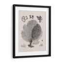 Espécimen De Coral Vi - Vision Studio | Cuadro decorativo de Canvas Lab