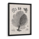 Espécimen De Coral Vi - Vision Studio | Cuadro decorativo de Canvas Lab