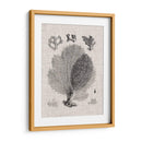 Espécimen De Coral Vi - Vision Studio | Cuadro decorativo de Canvas Lab