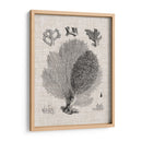 Espécimen De Coral Vi - Vision Studio | Cuadro decorativo de Canvas Lab