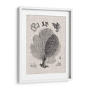 Espécimen De Coral Vi - Vision Studio | Cuadro decorativo de Canvas Lab