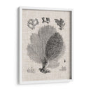 Espécimen De Coral Vi - Vision Studio | Cuadro decorativo de Canvas Lab