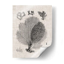 Espécimen De Coral Vi - Vision Studio | Cuadro decorativo de Canvas Lab