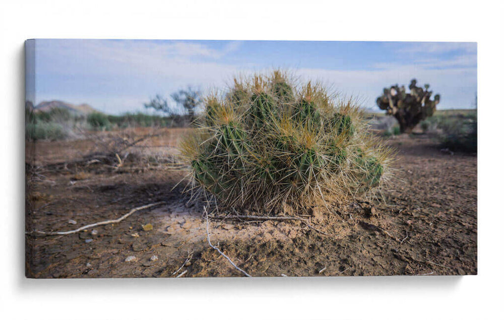 Cactus - Rev | Cuadro decorativo de Canvas Lab