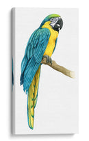 Macaw Teal I - Grace Popp | Cuadro decorativo de Canvas Lab