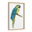Macaw Teal I - Grace Popp | Cuadro decorativo de Canvas Lab