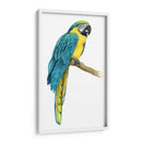 Macaw Teal I - Grace Popp | Cuadro decorativo de Canvas Lab