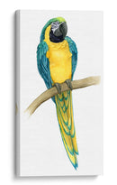 Teal Macaw Ii - Grace Popp | Cuadro decorativo de Canvas Lab