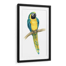 Teal Macaw Ii - Grace Popp | Cuadro decorativo de Canvas Lab