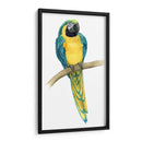 Teal Macaw Ii - Grace Popp | Cuadro decorativo de Canvas Lab