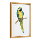 Teal Macaw Ii - Grace Popp | Cuadro decorativo de Canvas Lab