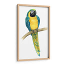 Teal Macaw Ii - Grace Popp | Cuadro decorativo de Canvas Lab