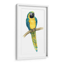 Teal Macaw Ii - Grace Popp | Cuadro decorativo de Canvas Lab