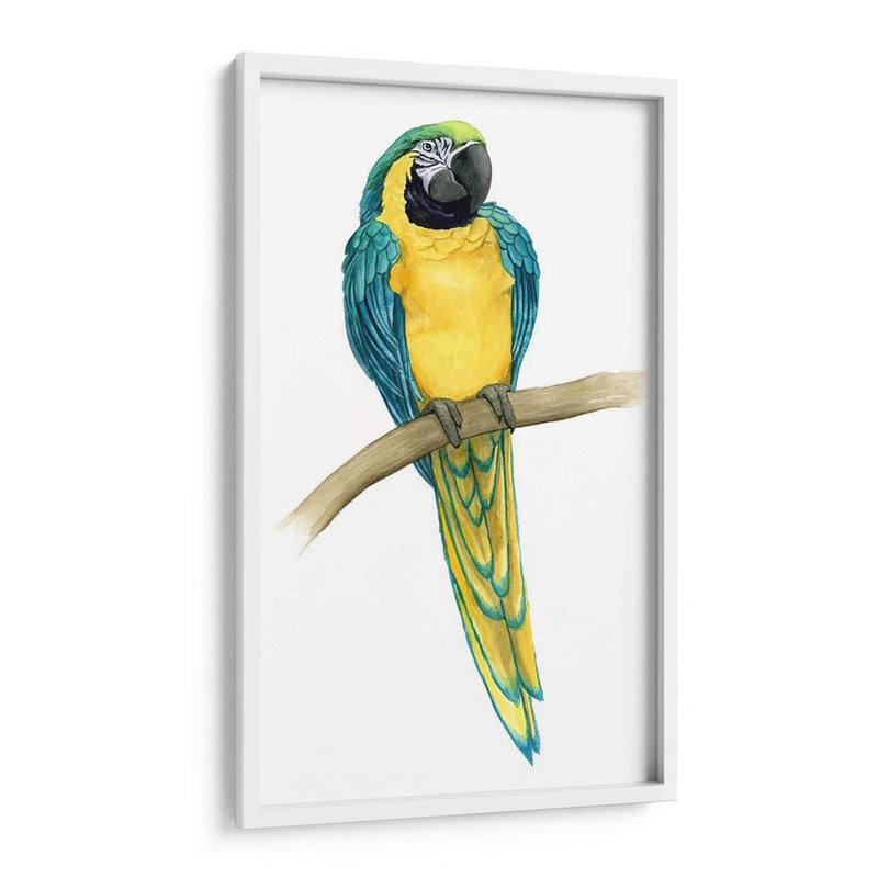 Teal Macaw Ii - Grace Popp | Cuadro decorativo de Canvas Lab