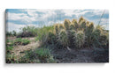 Cactus Family - Rev | Cuadro decorativo de Canvas Lab
