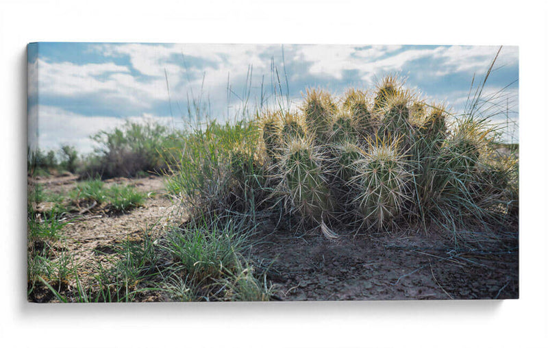 Cactus Family - Rev | Cuadro decorativo de Canvas Lab