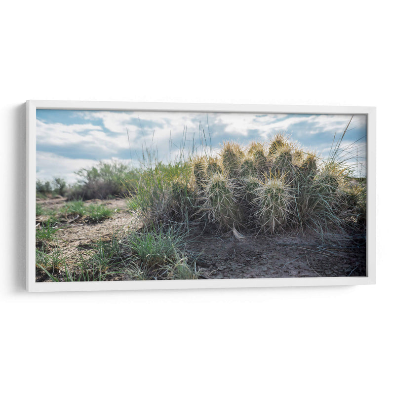 Cactus Family - Rev | Cuadro decorativo de Canvas Lab