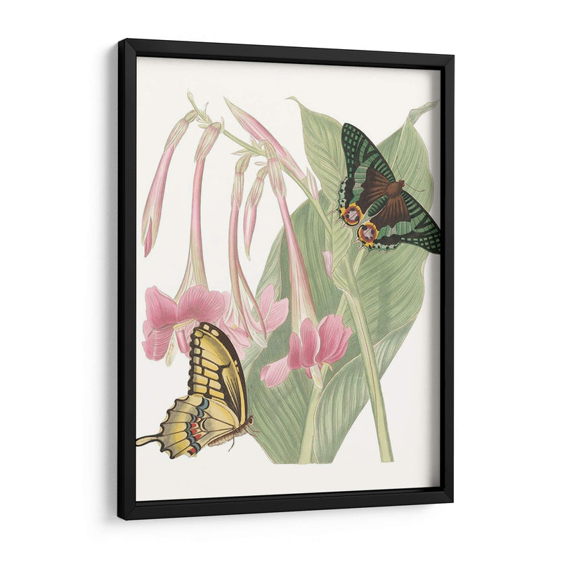 Les Papillons Ii - Vision Studio | Cuadro decorativo de Canvas Lab