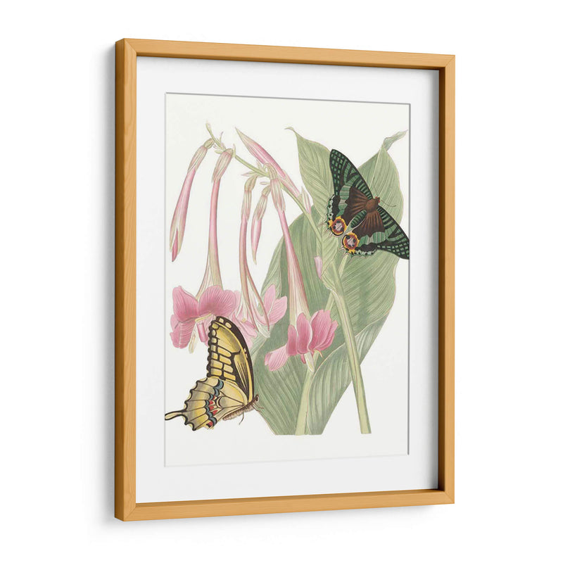 Les Papillons Ii - Vision Studio | Cuadro decorativo de Canvas Lab