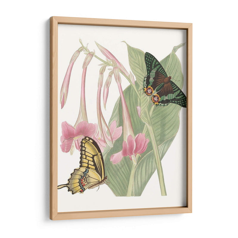 Les Papillons Ii - Vision Studio | Cuadro decorativo de Canvas Lab