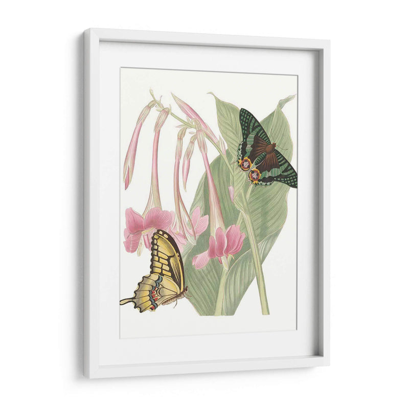 Les Papillons Ii - Vision Studio | Cuadro decorativo de Canvas Lab