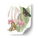 Les Papillons Ii - Vision Studio | Cuadro decorativo de Canvas Lab