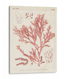 Marina De Coral Antiguo I - Vision Studio | Cuadro decorativo de Canvas Lab