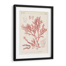 Marina De Coral Antiguo I - Vision Studio | Cuadro decorativo de Canvas Lab