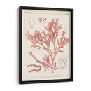 Marina De Coral Antiguo I - Vision Studio | Cuadro decorativo de Canvas Lab