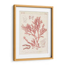 Marina De Coral Antiguo I - Vision Studio | Cuadro decorativo de Canvas Lab