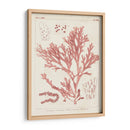 Marina De Coral Antiguo I - Vision Studio | Cuadro decorativo de Canvas Lab