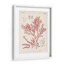 Marina De Coral Antiguo I - Vision Studio | Cuadro decorativo de Canvas Lab