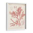 Marina De Coral Antiguo I - Vision Studio | Cuadro decorativo de Canvas Lab