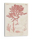 Marina De Coral Antiguo Ii - Vision Studio | Cuadro decorativo de Canvas Lab