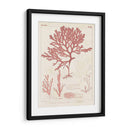 Marina De Coral Antiguo Ii - Vision Studio | Cuadro decorativo de Canvas Lab