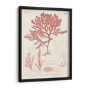 Marina De Coral Antiguo Ii - Vision Studio | Cuadro decorativo de Canvas Lab