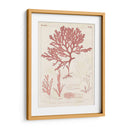 Marina De Coral Antiguo Ii - Vision Studio | Cuadro decorativo de Canvas Lab