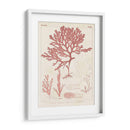 Marina De Coral Antiguo Ii - Vision Studio | Cuadro decorativo de Canvas Lab