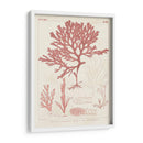 Marina De Coral Antiguo Ii - Vision Studio | Cuadro decorativo de Canvas Lab