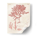 Marina De Coral Antiguo Ii - Vision Studio | Cuadro decorativo de Canvas Lab