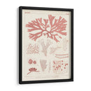 Marina De Coral Antigua Iii - Vision Studio | Cuadro decorativo de Canvas Lab